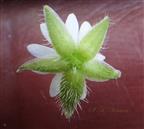  Calyx